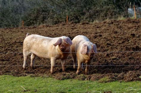 American Landrace Pig Breed Information and Guide