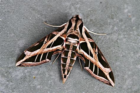 Sphinx Moths, Family Sphingidae