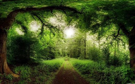 Forest Wallpaper Screensaver HD (With images) | Beautiful nature wallpaper, Forest road, Green ...