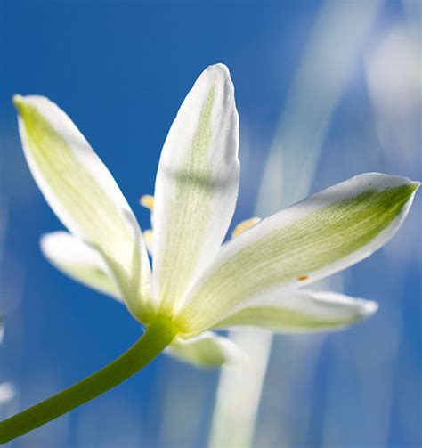 Easter Lilies Can be Planted Outdoors