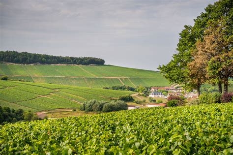 How to book the perfect Champagne tasting experience in Champagne