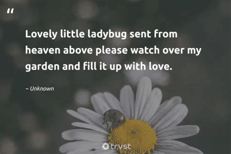 25 Ladybug Quotes Admiring the Tiny Miraculous Beetles (2024)