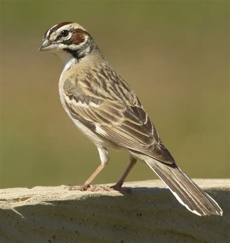 Lark Sparrow | San Diego Bird Spot