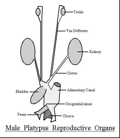 Anatomy Of A Platypus - Anatomy Book