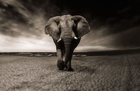 HD wallpaper: Africa elephants, grey elephant, animals, elephant tusks ...