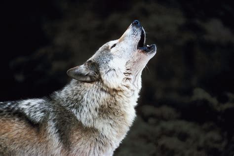 Howling Wolf - craibas.al.gov.br