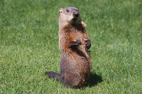 Best Groundhog Repellent/Deterrent - WildlifeRemoval.com