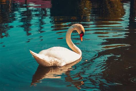 White swan lake stock photo. Image of summer, bird, landscape - 130471978