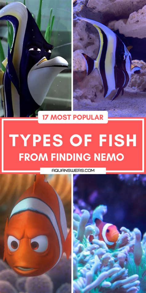 24 Most Popular Types of Fish from Finding Nemo