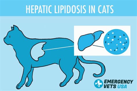 Hepatic Lipidosis In Cats | Symptoms And Treatment Options