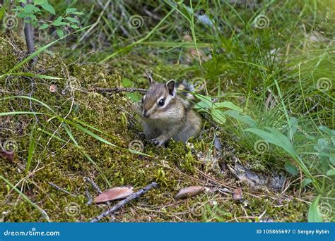 Asian Siberian Chipmunk in the Natural Habitat. Stock Image - Image of chipmunk, wood: 105865697