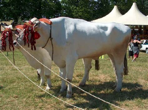 Italian breeds of cattle: Chianina