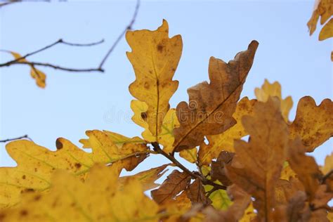 Autumn oak leaves close-up stock image. Image of cactus - 198601147