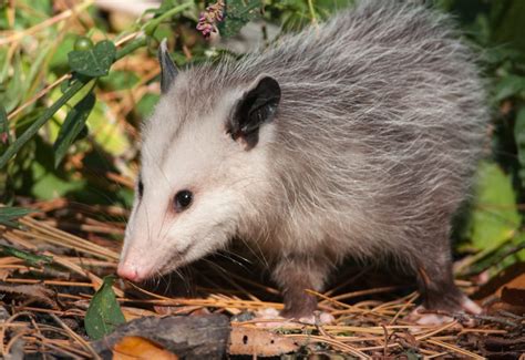 How To Get Rid of Opossums & Tips on Possum Control - Animal Control Specialists, IL