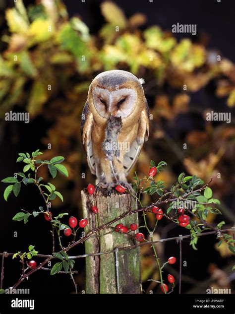 Barn Owl prey Tyto alba Stock Photo - Alamy