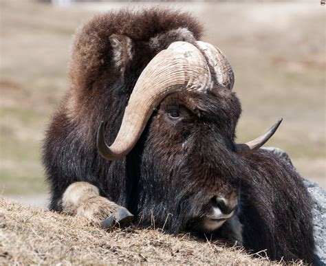 The Muskox | Amazing Creature Facts & Photographs | The Wildlife