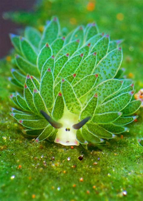 🔥 It's hard to believe the sheep leaf sea slug is a real animal : NatureIsFuckingLit