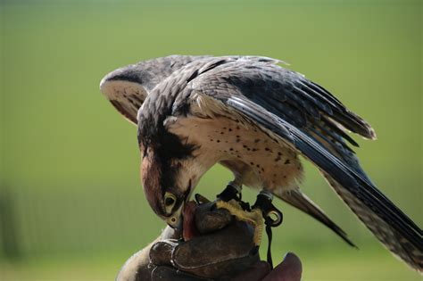 Lanner Falcon Bird - Free photo on Pixabay