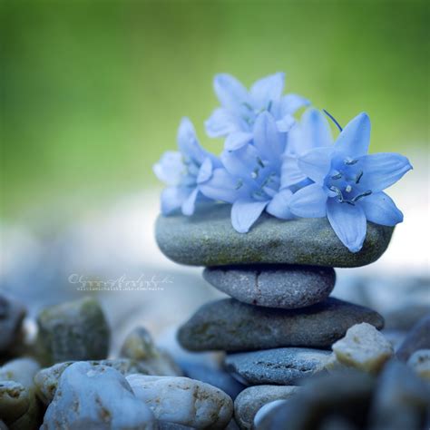 Zen Flowers. by OliviaMichalski on DeviantArt