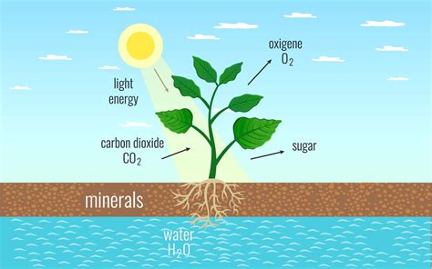 Class 11 Photosynthesis in Higher Plants - Leverage Edu