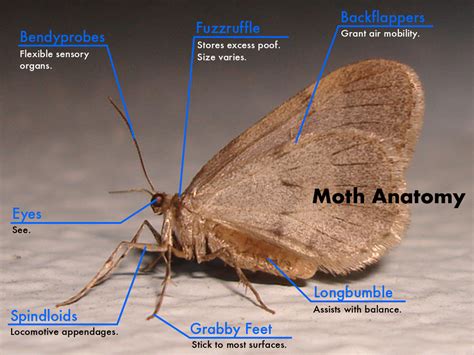 Moth Anatomy by Plooblestein on DeviantArt