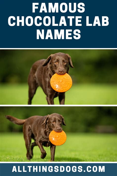 Famous Chocolate Lab Names | Chocolate lab, Best dog names, Dog names