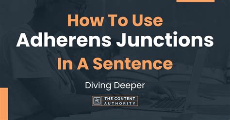 How To Use "Adherens Junctions" In A Sentence: Diving Deeper