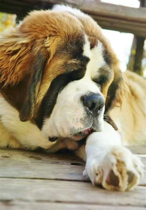 Big, lovable St. Bernard Puppies And Kitties, Little Puppies, Doggies, Cute Dogs, Giant Dogs ...