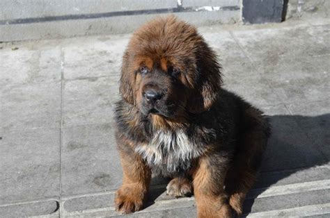 Tibetan Mastiff puppy photo and wallpaper. Beautiful Tibetan Mastiff puppy pictures