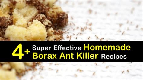 4+ Super Effective Homemade Borax Ant Killer Recipes