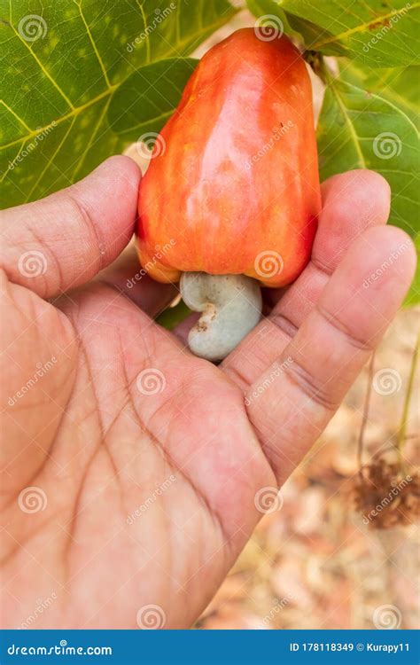 Hand Harvesting Red Cashew Fruit on Tree Stock Image - Image of leaf, fruits: 178118349