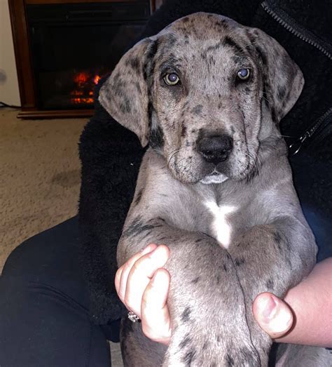 Great Dane Puppies For Sale | Buckingham County, VA #317389