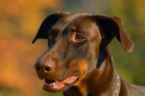 Doberman Mix With Golden Retriever