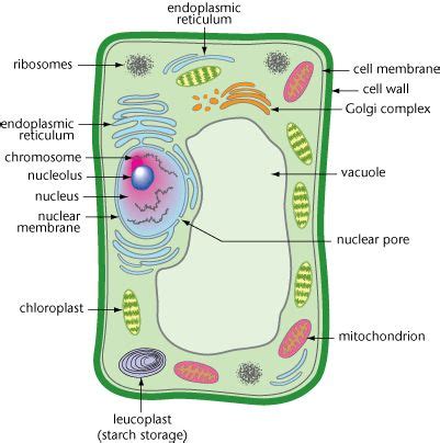 Plant and Animal Cells ***REVISED*** | Plant and animal cells, Animal cell, Plant cell