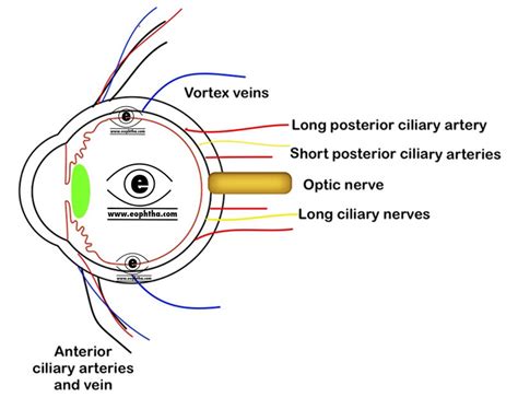 Anatomy of Sclera