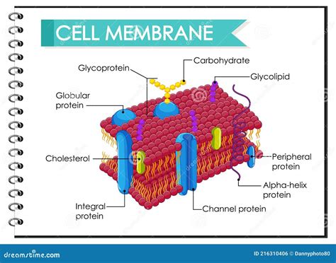 Structure De La Membrane Cellulaire Humaine Illustration de Vecteur ...