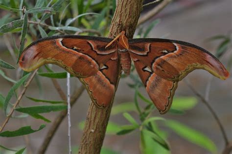 Atlas Moth Facts - CRITTERFACTS