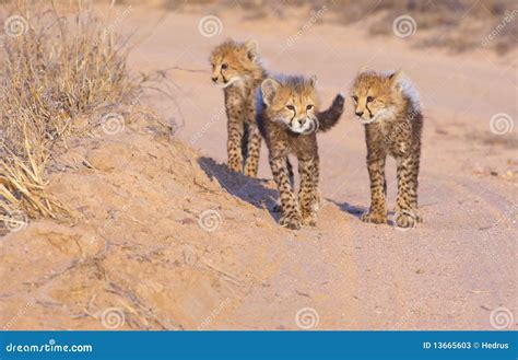 Cheetah (Acinonyx Jubatus) Cubs Stock Image - Image of feline, close: 13665603