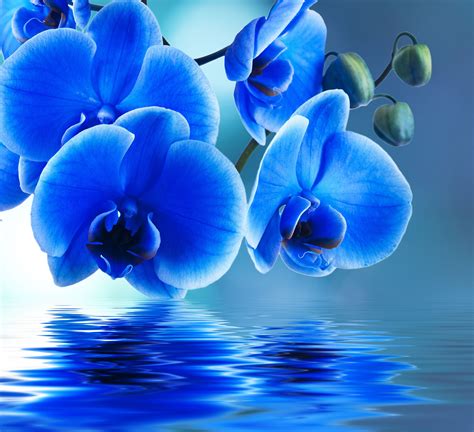 Blue Orchid Flower Wallpaper Hd