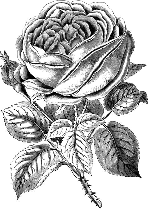 Rose black and white free vintage rose clip art image oh so nifty graphics - WikiClipArt