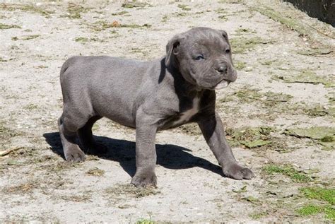 The Cane Corso Breed: A Great Dog for a Life of Solitude - PetHelpful