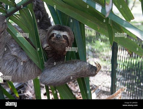 A Sloth and baby sloth hanging from a tree Stock Photo - Alamy