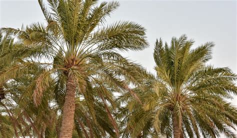 Diffe Types Of Palm Trees In South Africa - Infoupdate.org