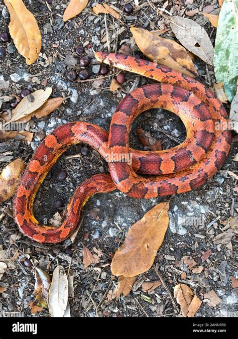 Red rat snake hi-res stock photography and images - Alamy