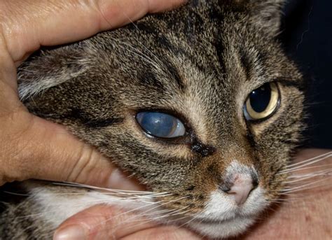 Cloudy Eyes in Cats | PetMD