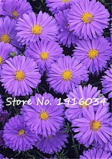 80pcs Gerbera Daisy Seeds - BuyingSeed.com - Free Shipping - Up to 70% OFF