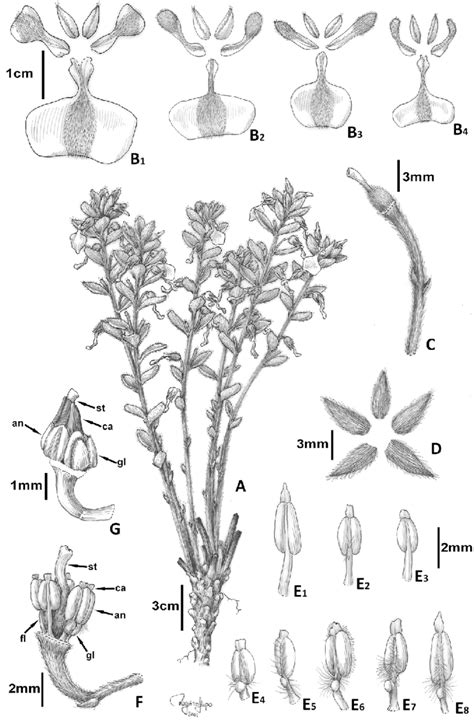 A-F, Pombalia lanata: A, habit; B, variation of size and shape of the... | Download Scientific ...