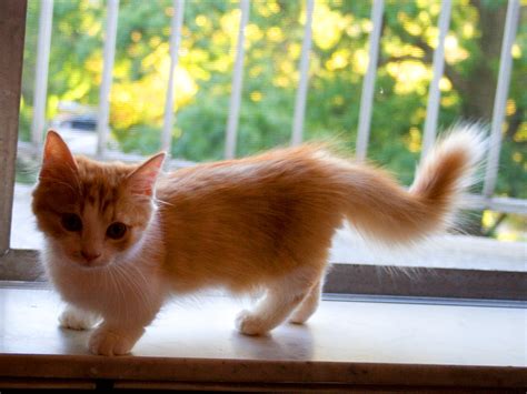 make it easy: munchkin cats