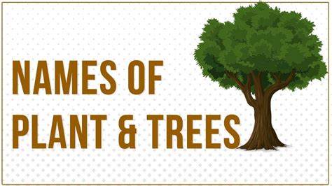 Trees Name, Plants Name in English and Hindi for Children - YouTube