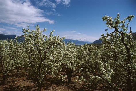 Dwarf Peach Tree Varieties